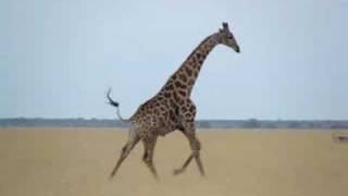 Running Giraffe in Botswana [upl. by Urbannai]