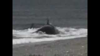 Kid Gets eaten by Shark or Whale on Beach [upl. by Raimondo290]