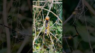 Nephila pilipes is a species of golden orbweb spiderresides all over Countries in Asia [upl. by Nhabois]