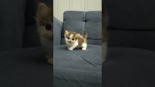 Kucing Munchkin Calico kucing catlover meow kucingcebol kucinglucu kucingmunchkin cat [upl. by Nospmis]