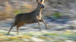 Running deer [upl. by Kieger330]