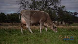 LOT 20  Tandara Dairystar Lola 99  VG86 [upl. by Walsh]