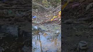 10192024 Green Brook Tree Snag Cleanup [upl. by Coh274]