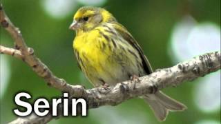 🐤 Bird Sound  Serin song  Canto del verzellino  HD [upl. by Olmstead]