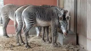 9 Marwell Zoo 5224 [upl. by Wei]