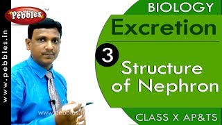 Structure of Nephron  Excretion  Biology  Science  Class 10 [upl. by Aillemac]