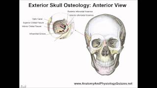 External Skull Anatomy  Osteology Study Aid and Quiz [upl. by Ayotl776]