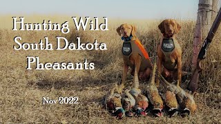 South Dakota Wild Pheasant Hunting At Its Finest [upl. by Neelhsa411]