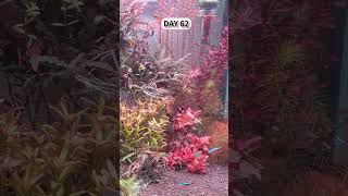 View 100 days of RED aquatic plants in 10 seconds aquascape aquarium garden [upl. by Stannwood]