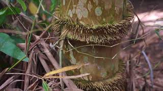 Bamboo Betung Dendrocalamus Asper [upl. by Whitnell125]