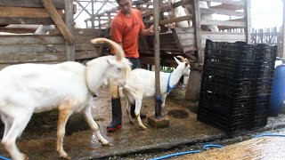 First Time Prepare Breed for New young Saanen Goat at farm [upl. by Slen]