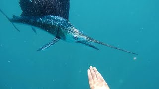 SAILFISH ATTACKS SWIMMER Full Story B2B Ep 3 [upl. by Viviane15]