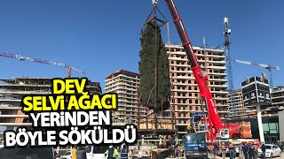 55 Yıllık Selvi Ağacı Böyle Taşındı [upl. by Althea281]