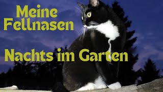 Meine Katzen Blacky und Tapsi nachts im Garten Kommt mit katzen [upl. by Zahavi]