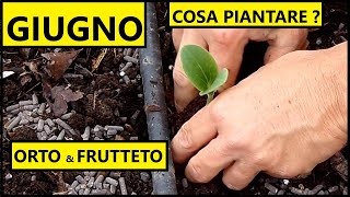 Cosa piantare nel mese di GIUGNO nellOrto e nel Frutteto  Tutorial Agricoltura [upl. by Kele]