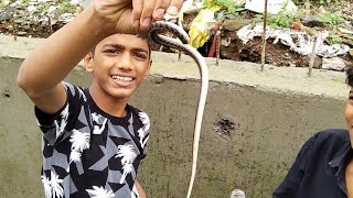 Deadly venomous White necked spiting cobra Naja nigricollis wild snake in Mumbai black snake [upl. by Faline]