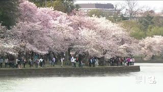 When will the cherry blossoms bloom in DC in 2024 [upl. by Lyda]