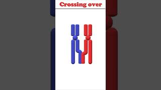 Crossing over animation biology crossingover [upl. by Ciryl42]