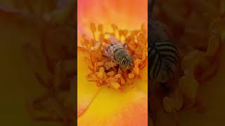 Stripe eyed flower fly FlowerFly MacroVideo Insect ￼ [upl. by Plank627]