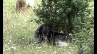 ROMANIAN CARPATHIAN SHEPERD DOG [upl. by Llarret924]