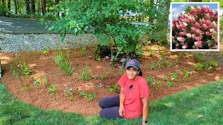 Underplanting A Hydrangea With Companion Plants [upl. by Jayson203]