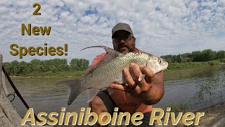 Assiniboine River Manitoba  Multispecies bank fishing  2 new species [upl. by Iroj]