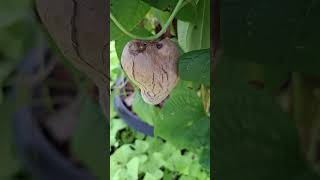 Healthy and Beautiful Hanging Purple Yam shortvideo nature ediblegarden chinesegarden garden [upl. by Bred]