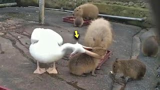 Pelican Bit the Capybaras Throat the Baby Started Choking the End was Near [upl. by Colon]