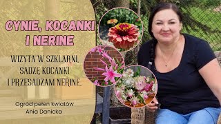 Cynie kocanki nieśmiertelnik i nerine Wizyta w szklarni sadzę kocanki i przesadzam nerine [upl. by Ivett705]