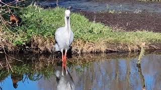 Oriental white storks [upl. by Epp]