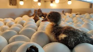 How to make eggs hatching in incubator [upl. by Aleekahs938]