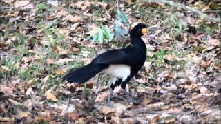 Black Curassow or Powis along the Rewa River Guyana [upl. by Zetnas]