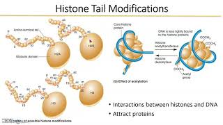 Eukaryotic Gene Regulation histones [upl. by Ihcekn]