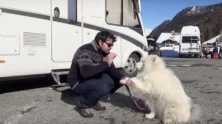 Camper Tutorial  Viaggiare con il cane [upl. by Yllrebmik520]