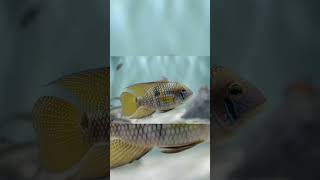 The Yellow Acara Aequidens Metae [upl. by Repotsirhc588]