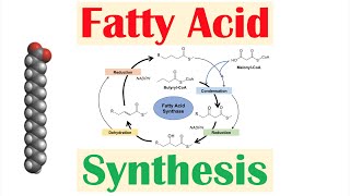 Fatty Acid Synthesis Pathway Overview Enzymes and Regulation [upl. by Riggins484]