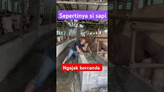 Kandang sapi naedygantenk9269 [upl. by Fortna]