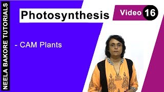 Photosynthesis  NEET  CAM Plants  Neela Bakore Tutorials [upl. by Elleinet]