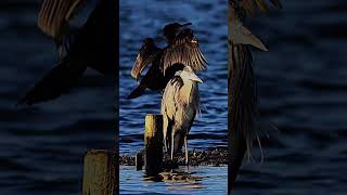 heron and cormorant taking the sun on a bitterly cold day in Poole park Dorset shorts birds duck [upl. by Kilbride335]