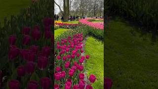 Keukenhof gardens 2024lisse netherlands [upl. by Elladine642]