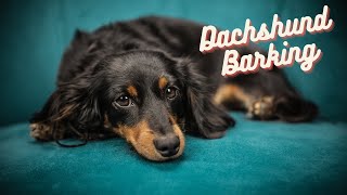 Dachshund Barking 60s dog barking sound to make your dog bark [upl. by Kashden]