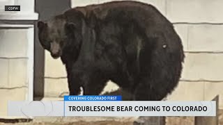 quotHank the Tankquot troublesome Lake Tahoe bear being sent to Colorado sanctuary [upl. by Skell578]