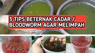 3 tips beternak cadar  bloodworm agar melimpah [upl. by Ainivad]