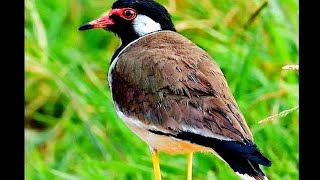 Alarm or Alert amp Warning Call of Red wattled Lapwing or Vanellus indicus भारतीय पक्षी टिटवी [upl. by Jone314]