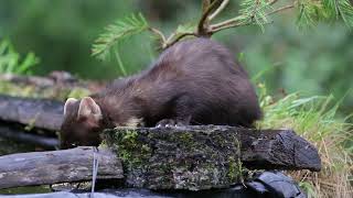 Pine marten enjoying breakfast [upl. by Akoyin163]