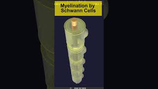 3D Myelination in PNS by Schwann cells Animation  Visual Lecture shorts biology [upl. by Akimet244]