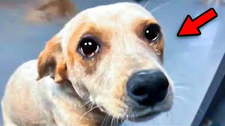 Shelter Dog Cries After Brother Gets Adopted What Happens Next Will Bring Tears To Your Eyes [upl. by Hermon733]