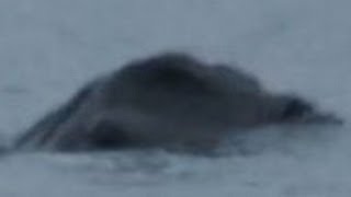 Irish Loch Ness Monster Caught on Camera [upl. by Arhna]