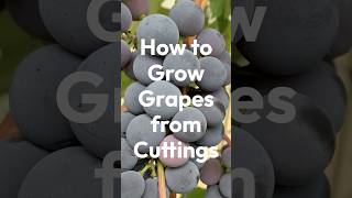 How to Grow Grapes from Cuttings [upl. by Ecissej890]