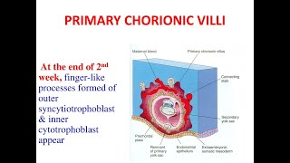 Formation of the Primary chorionic Villi [upl. by Eerrehc]